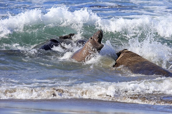 Northern Elephant Seal