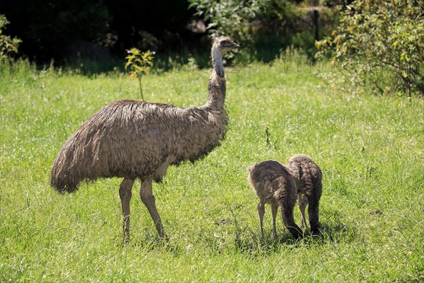 Emu