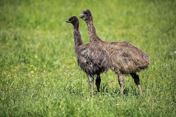 Emu