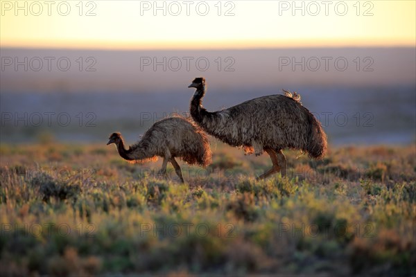 Emu