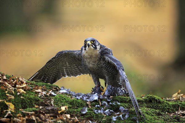 Peregrine falcon