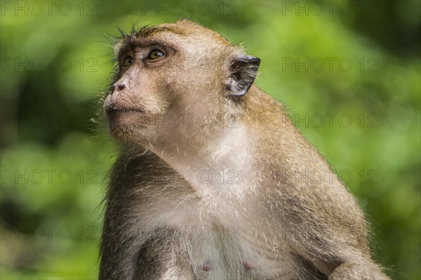 Long-tailed macaque