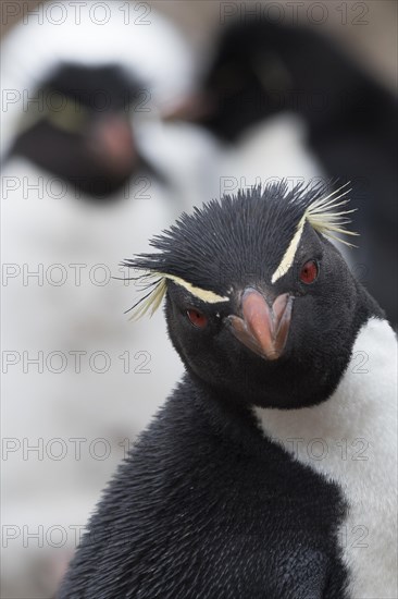 Southern rockhopper penguin