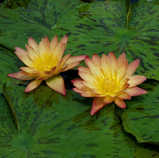 Cape blue water lily