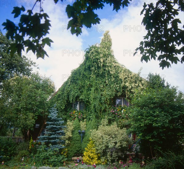 Ivy tendrils and flower garden