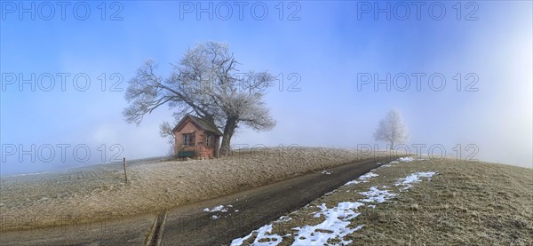 Hoarfrost in clearing fog