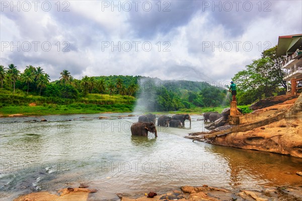 Elephants from the Uda Walawe Elephant Orphanage