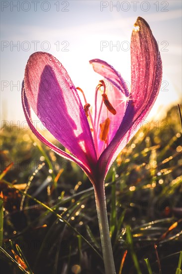 Meadow saffron