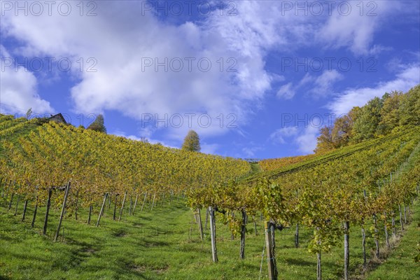 Autumn vineyards