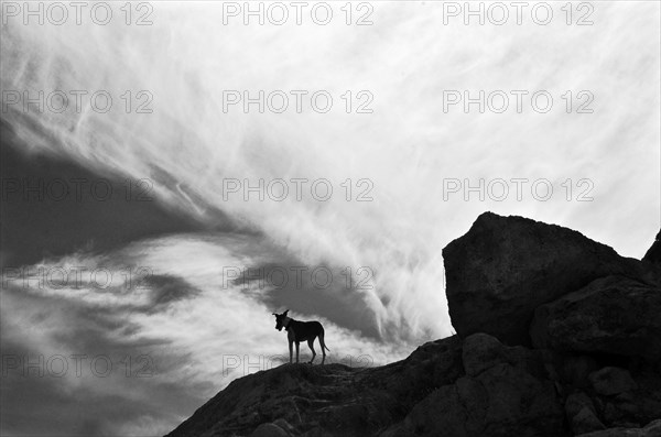 Dog on rock in front of white cloud wall