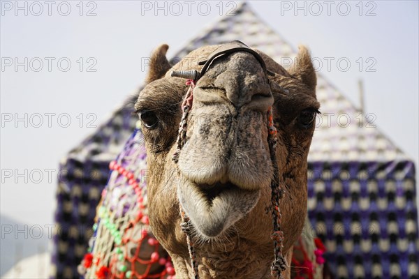 Dromedary