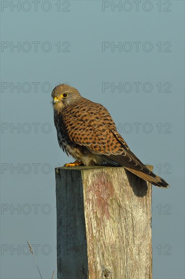 Common kestrel