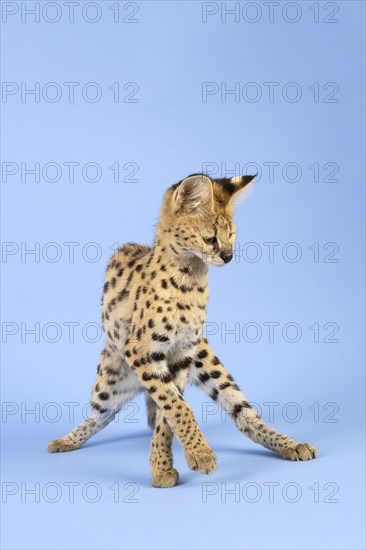 Serval