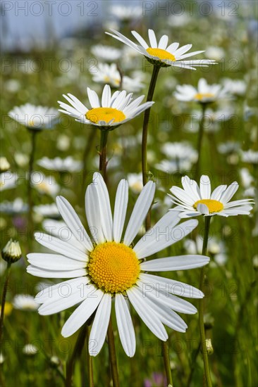 Wildflower field with ox-eye daisies