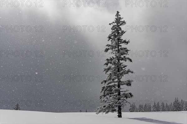 Snow-covered mountain landscape with trees in winter during snowfall