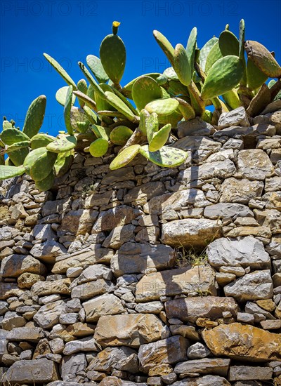 Prickly pear on a rock wall