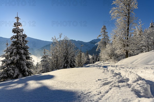 Winter mountain forest