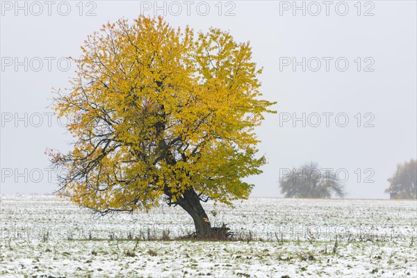 Tree with autumn leaves in the first snow