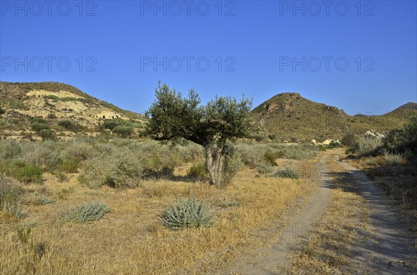 Field path in Mediterranean landscape and single olive tree