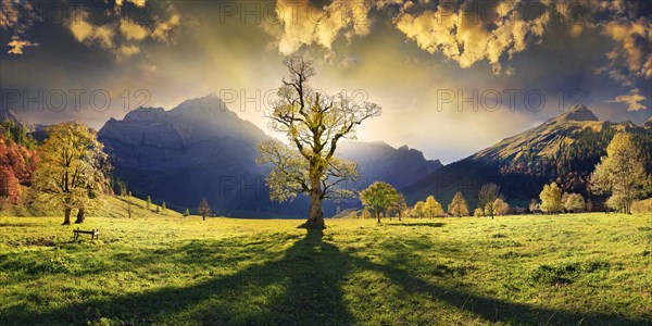 Grosser Ahornboden Panorama with autumnal colourful gnarled maple tree in low sun below the Spritzkar and Grubenkar Karwendel peaks with bizarre cloudy sky