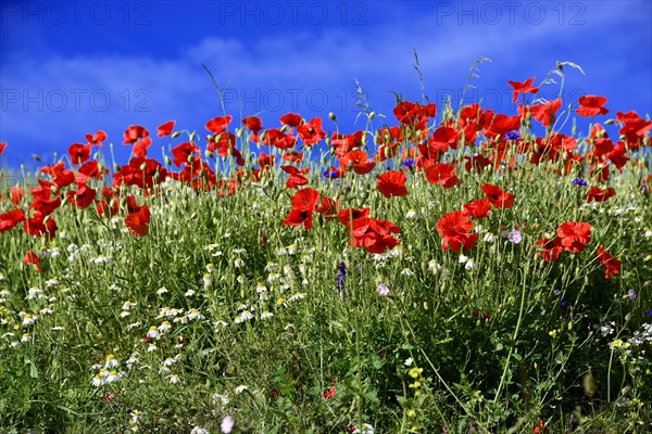 Flower meadow