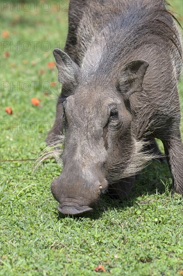 Common warthog