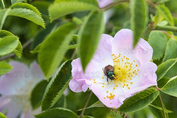 Bracken chafer