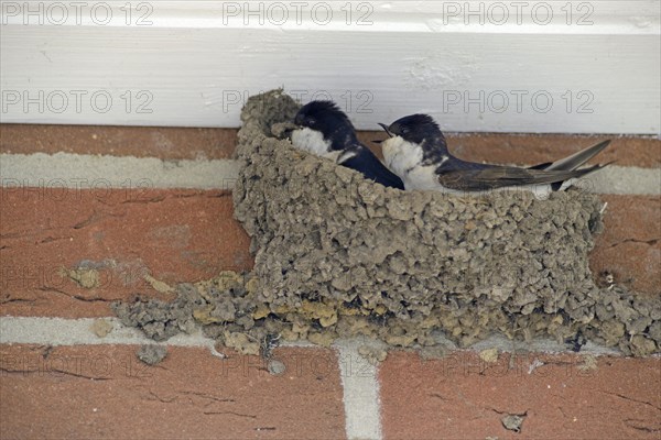 Common house martins