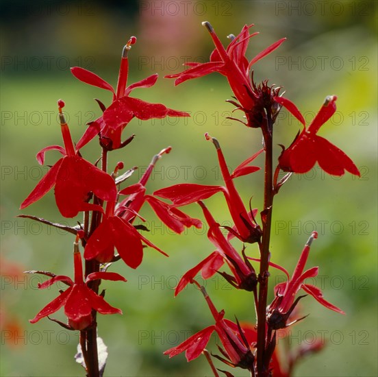 Shrub garden