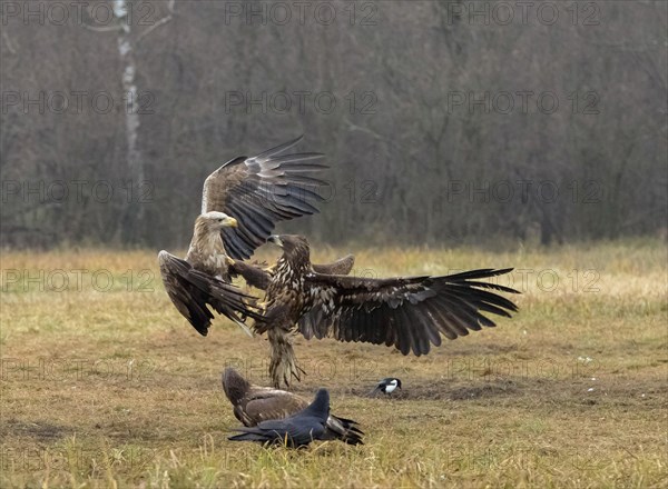 White-tailed eagle