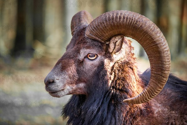 Buck in the zoo near Weilburg