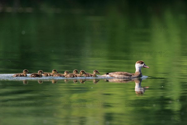 Red-crested pochard