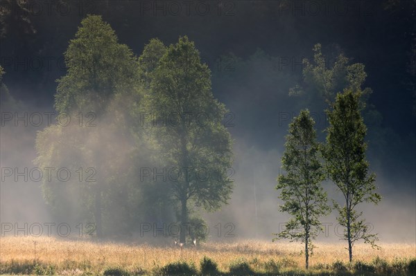 Trees shrouded in mist