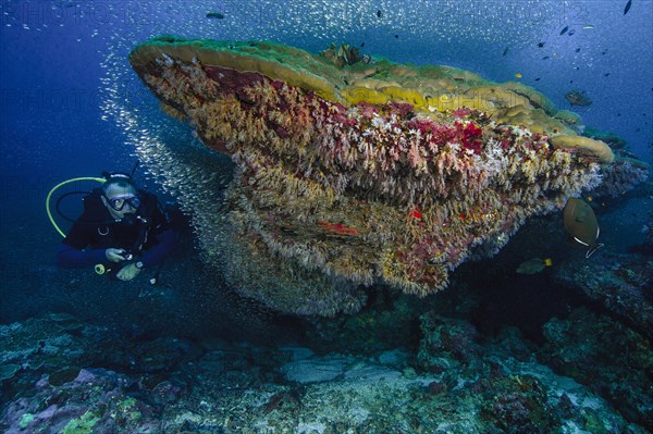 Diver swimming next to coral block of mountain coral