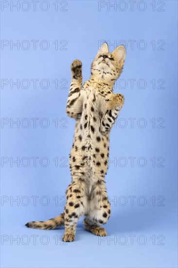 Serval