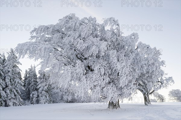 Snow-covered wind beech trees