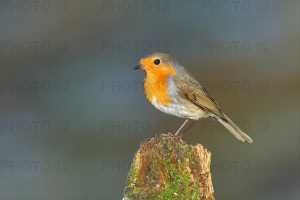 European robin