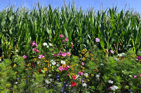 Colourful flowering strip on a maize field