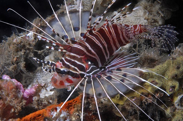 Broadbarred firefish