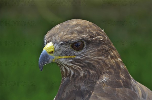 Head of a buzzard in profile