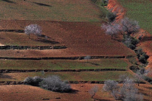 Fields with red earth and blossoming almond trees