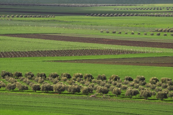 Symmetry of agriculture