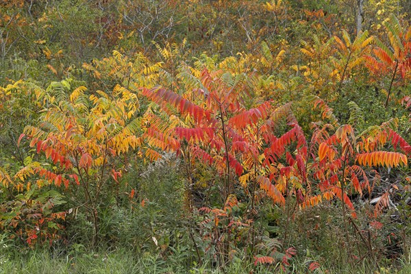 Autumn colours of vegetation beside road