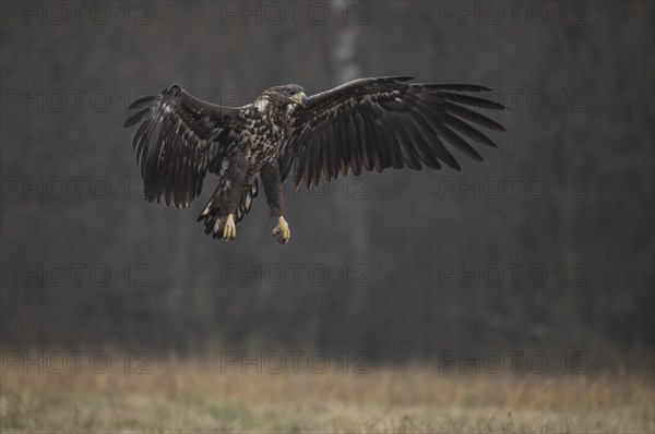 White-tailed eagle