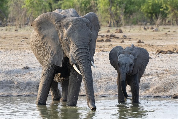 African elephant