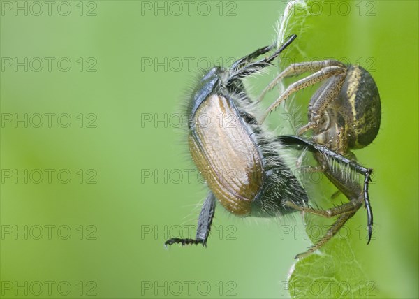 Crabspider