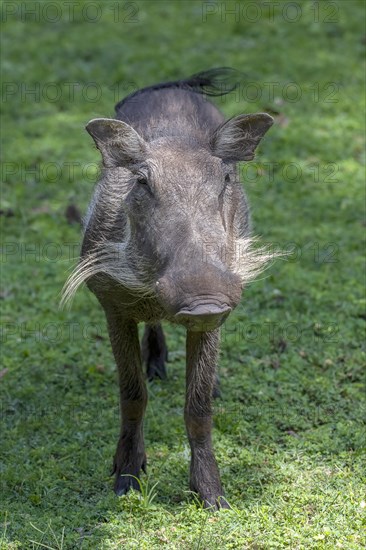 Common warthog