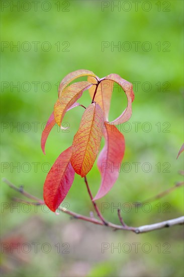 Red leaves of a peach tree