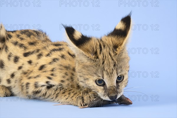 Serval