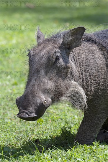 Common warthog